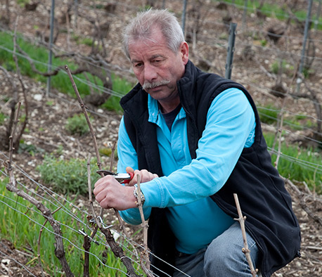 Récolte et coupe des vignes